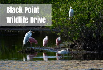 Black Point Wildlife Drive Merritt Island National Wildlife Refuge Florida Photos