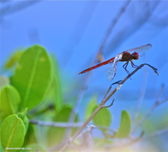 Black Point Wildlife Drive_4_Nikon