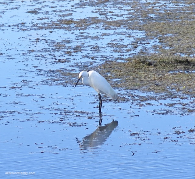 Black Point Wildlife Drive_Canon PowerShot G16_8A_Snowy Egret