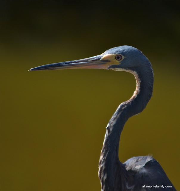 Black Point Wildlife Drive_Nikon_10_Tricolored Heron