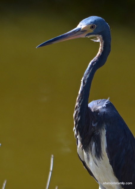 Black Point Wildlife Drive_Nikon_4_Great Egret