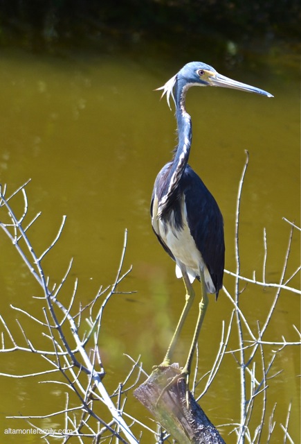 Black Point Wildlife Drive_Nikon_12_Tricolored Heron