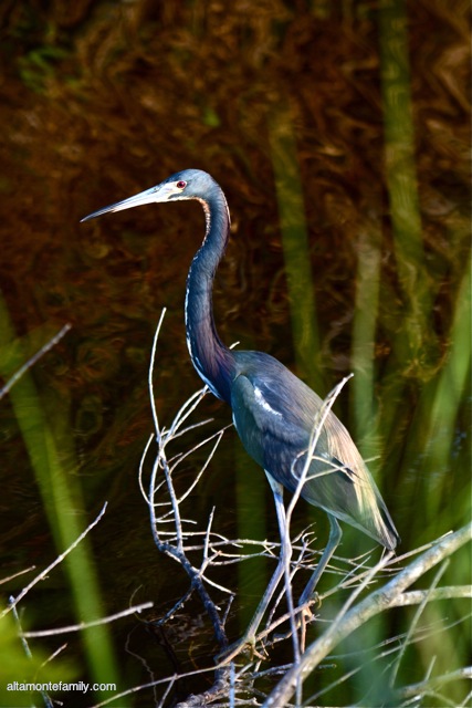 Black Point Wildlife Drive_Nikon_13_Tricolored Heron