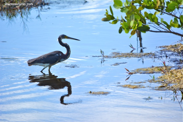 Black Point Wildlife Drive_Nikon_14_Tricolored Heron