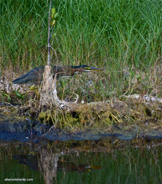 Black Point Wildlife Drive_Nikon_15_Green Heron