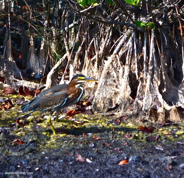 Black Point Wildlife Drive_Nikon_16_Green Heron