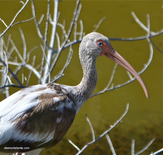 Black Point Wildlife Drive_Nikon_17_Juvenile White Ibis