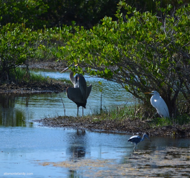 Black Point Wildlife Drive_Nikon_1_Great Blue Heron_Great Egret