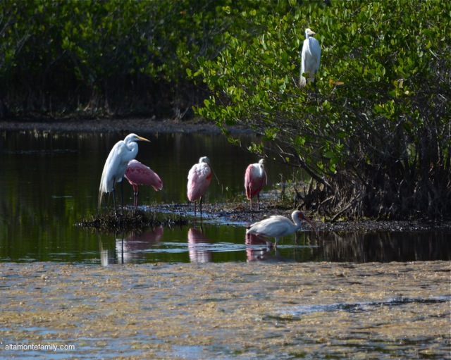 Black Point Wildlife Drive_Nikon_2_Roseate Spoonbills_Great Egret