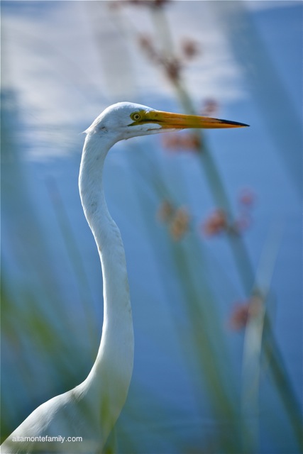 Black Point Wildlife Drive_Nikon_3_Great Egret