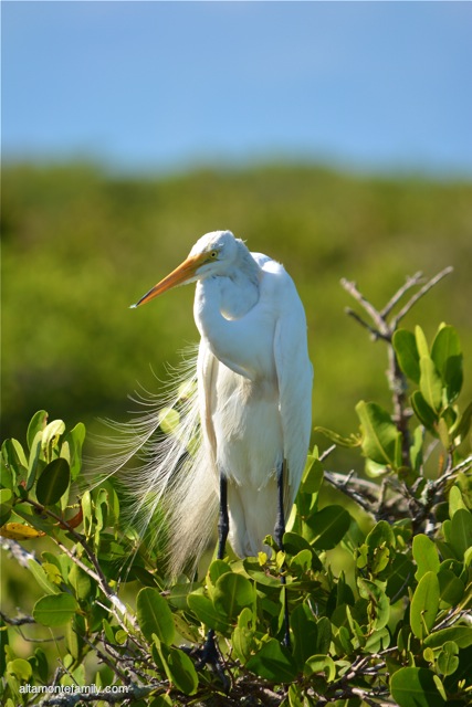 Black Point Wildlife Drive_Nikon_4_Great Egret