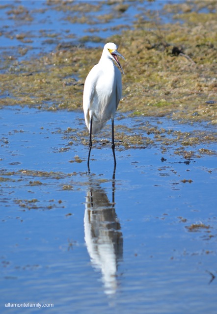 Black Point Wildlife Drive_Nikon_5_Snowy Egret