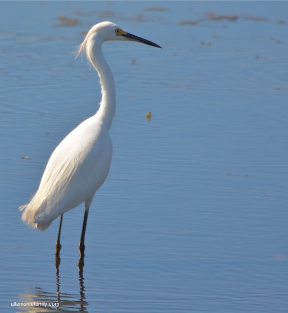 Black Point Wildlife Drive_Nikon_6_Snowy Egret