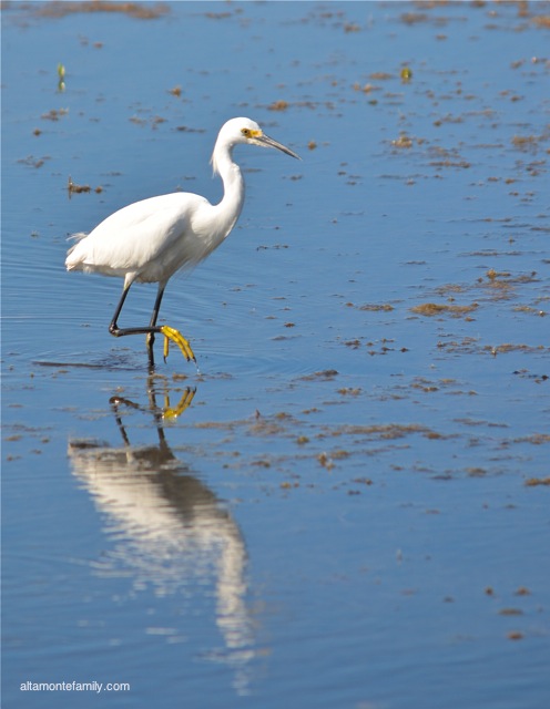 Black Point Wildlife Drive_Nikon_7_Snowy Egret