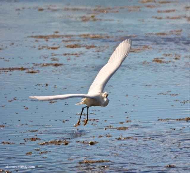 Black Point Wildlife Drive_Nikon_8_Snowy Egret