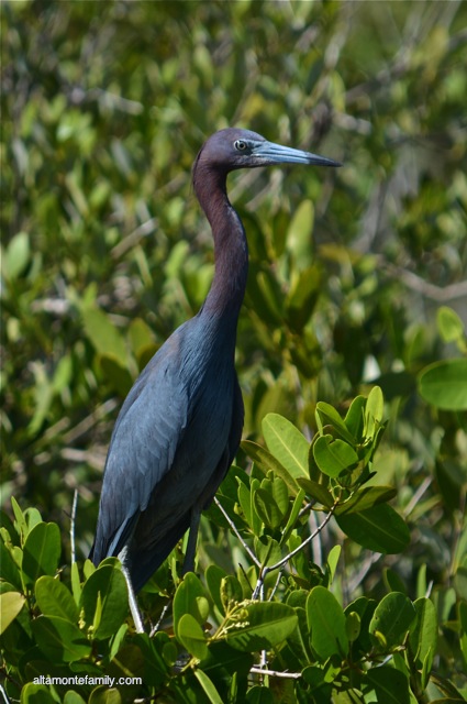 Black Point Wildlife Drive_Nikon_9_Little Blue Heron