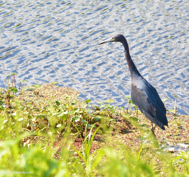 Lake Apopka North Shore Wildlife Drive_Nikon_12