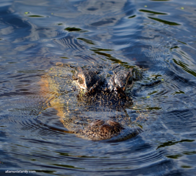 Lake Apopka North Shore Wildlife Drive_Nikon_2