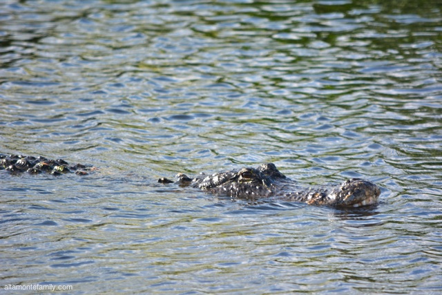 Lake Apopka North Shore Wildlife Drive_Nikon_3