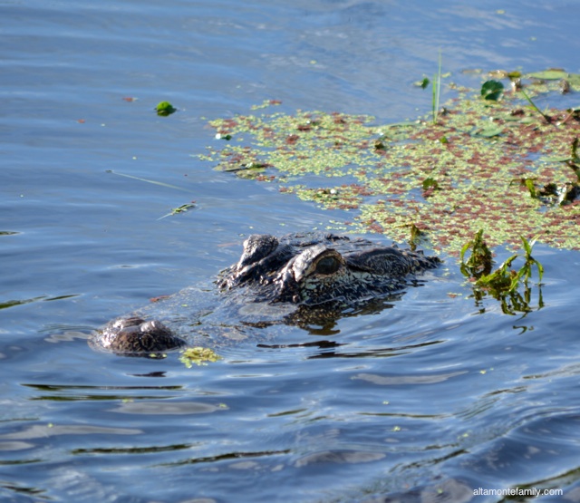 Lake Apopka North Shore Wildlife Drive_Nikon_4