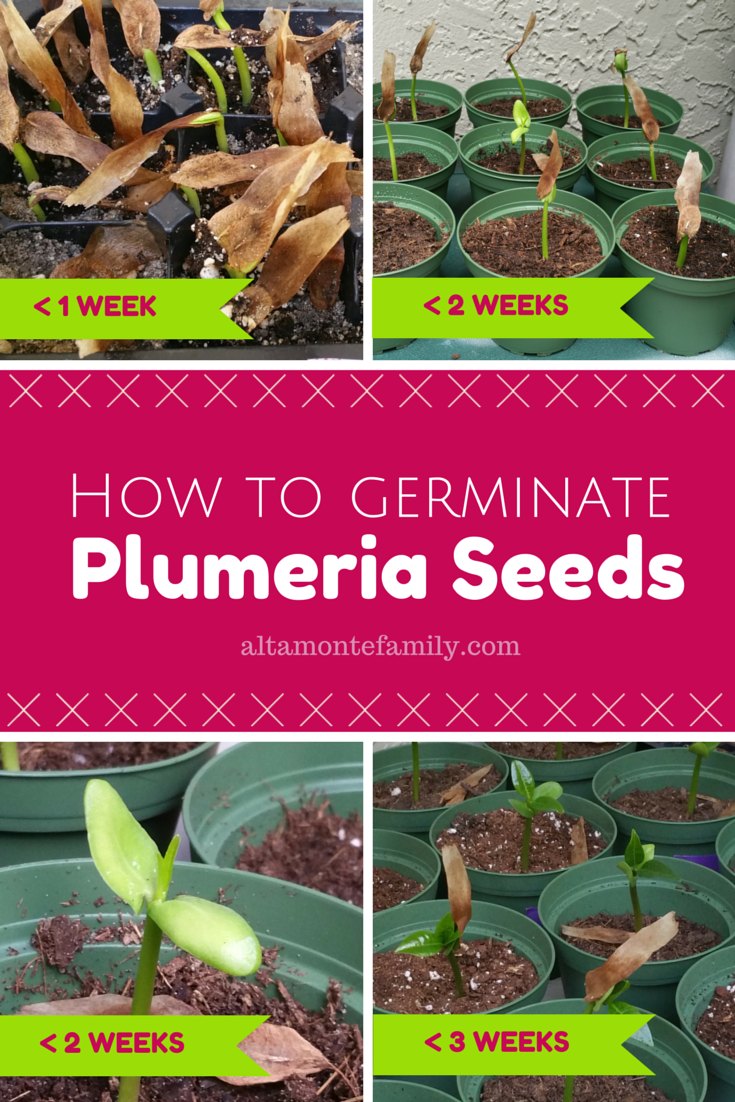 how to germinate plumeria seeds florida