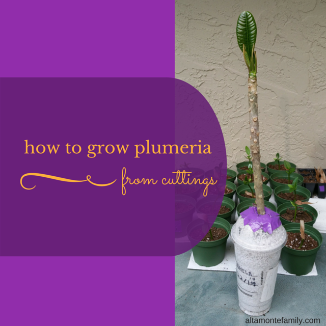 how to grow plumeria from cuttings