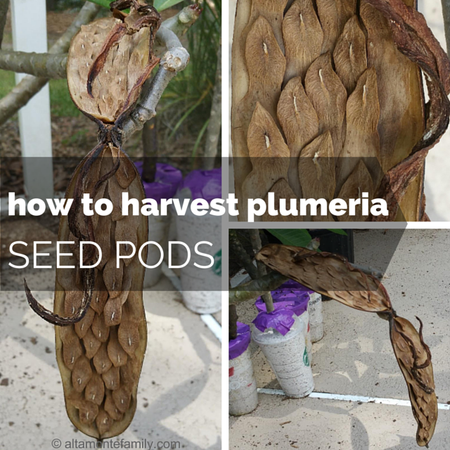 how-to-harvest-plumeria-seed-pods