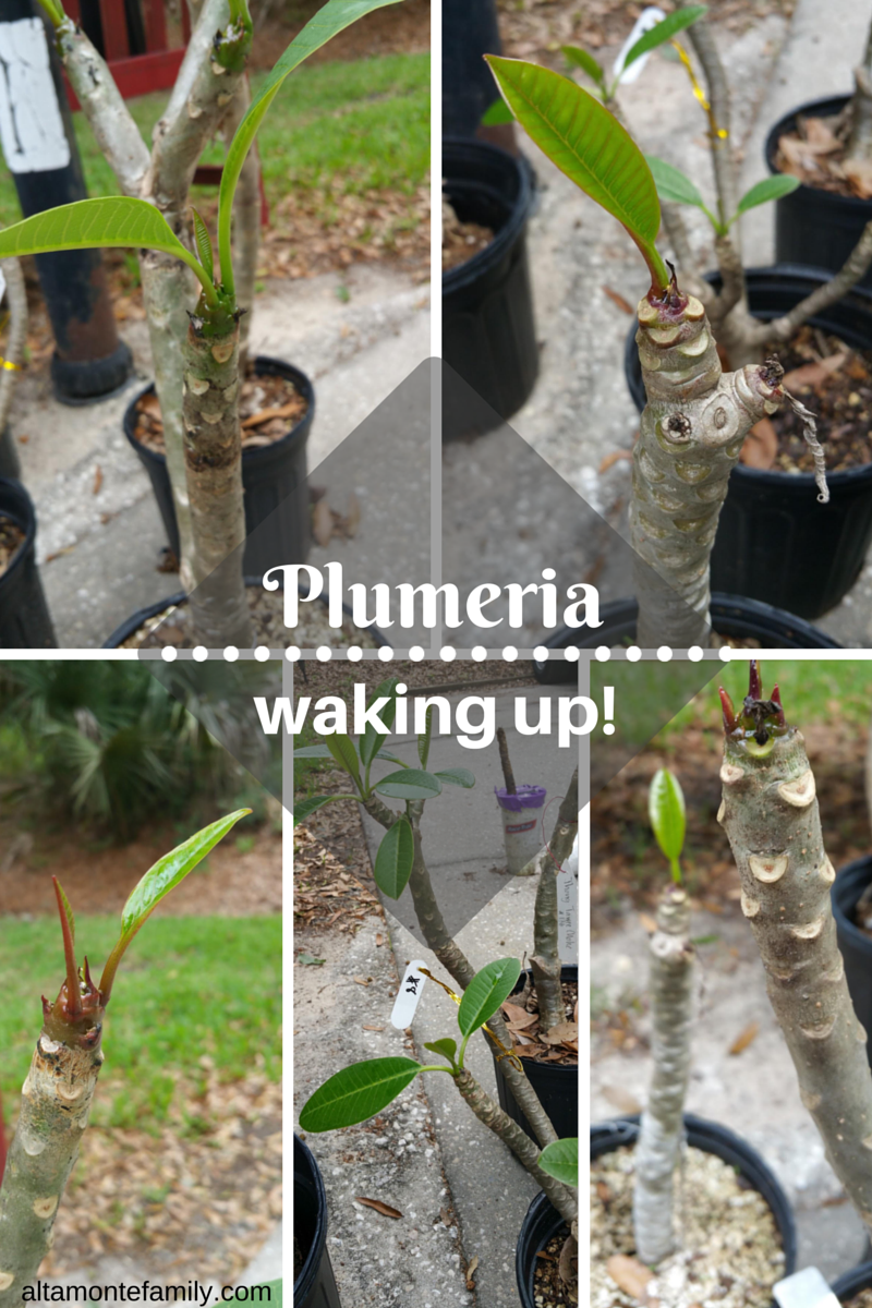 overwintering plumeria in central florida