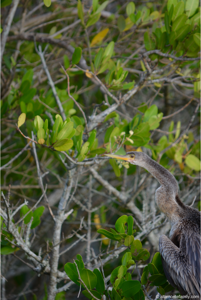 Anhinga - Black Point Wildlife Drive - Florida