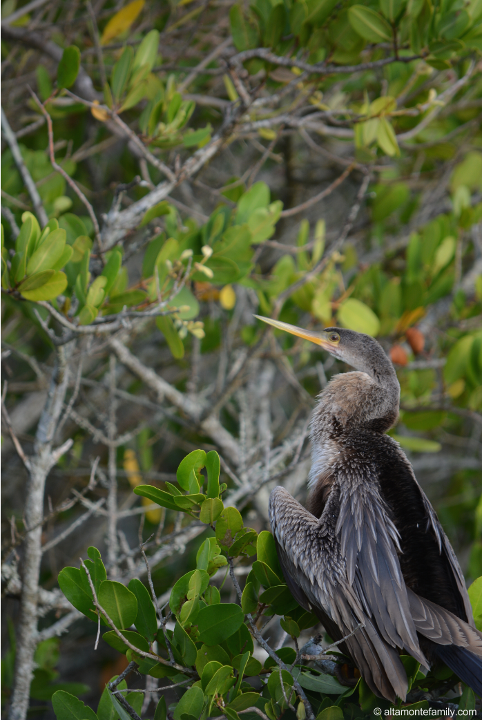 Anhinga - Black Point Wildlife Drive - Florida