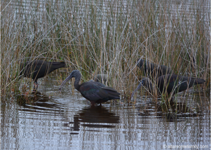 Glossy Ibis - Black Point Wildlife Drive