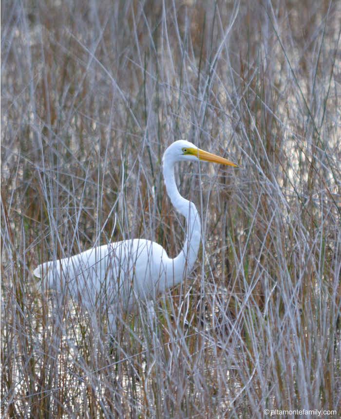 Great Egret - Black Point Wildlife Drive - Florida