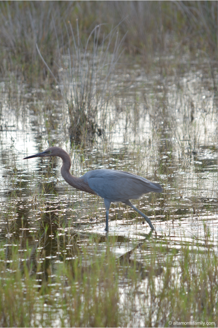 Reddish Egret - Rare Birds at Black Point Wildlife Drive - Florida