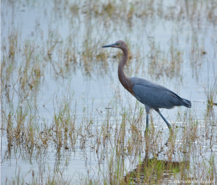 Reddish Egret - Rare Birds at Black Point Wildlife Drive - Florida