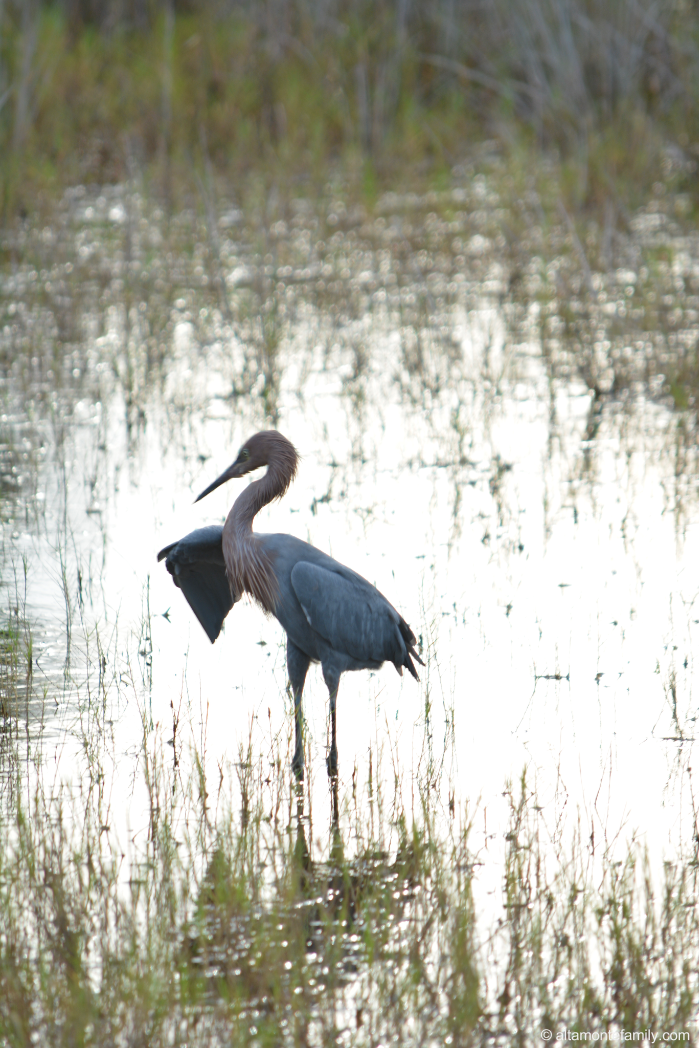 Reddish Egret - Rare Birds at Black Point Wildlife Drive - Florida