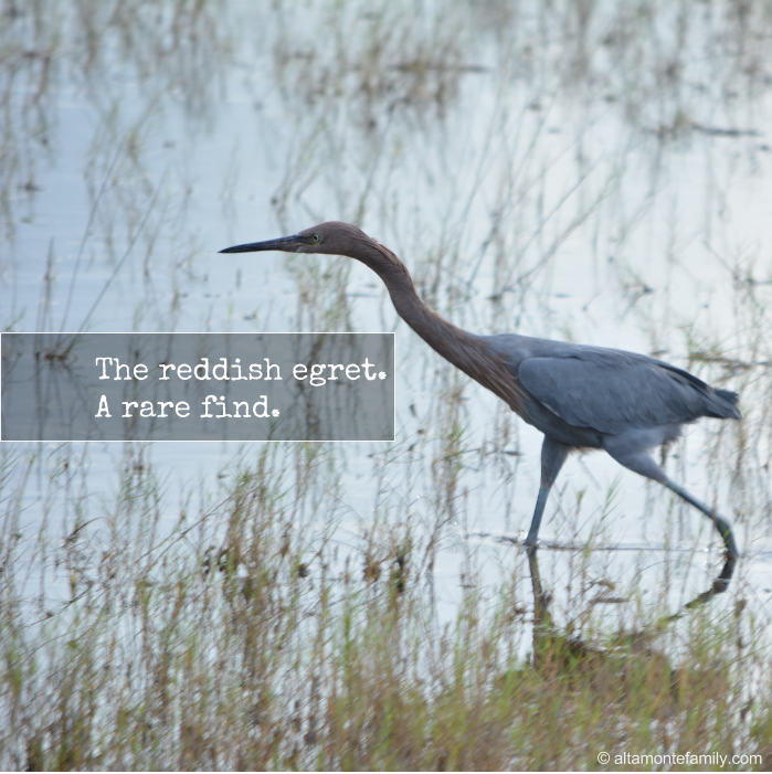 Reddish Egret Spotting in Florida