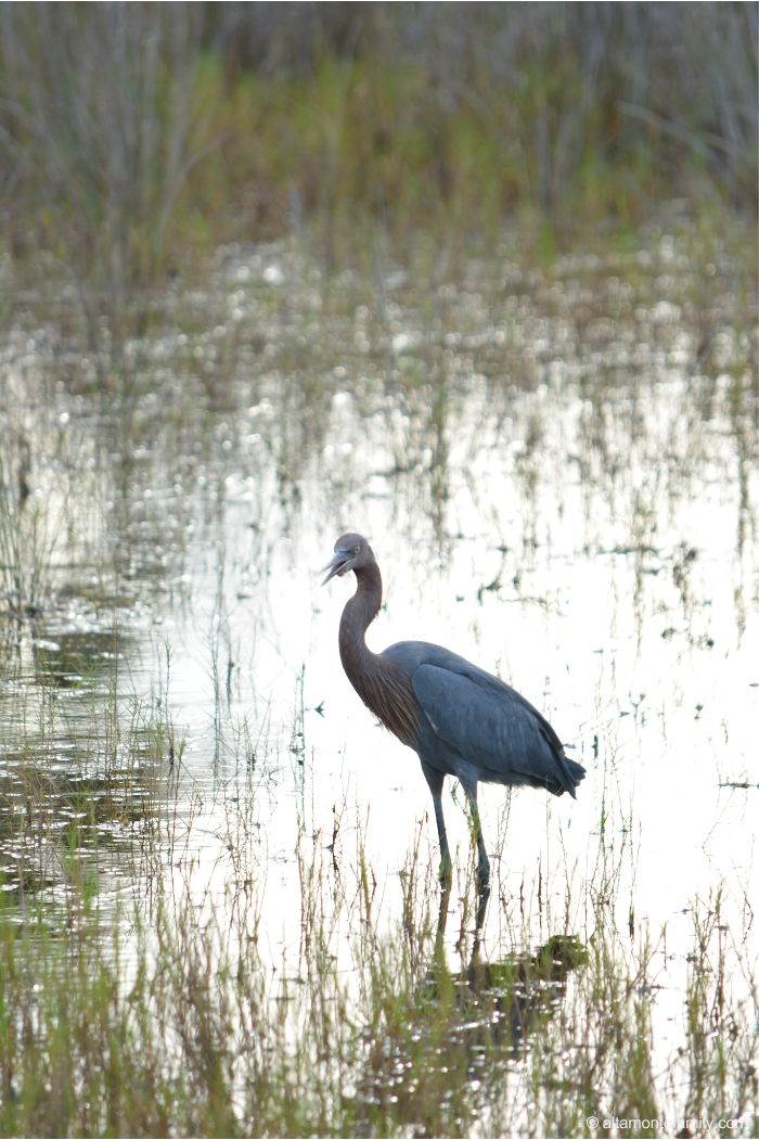 Reddish Egret - Rare Birds at Black Point Wildlife Drive - Florida