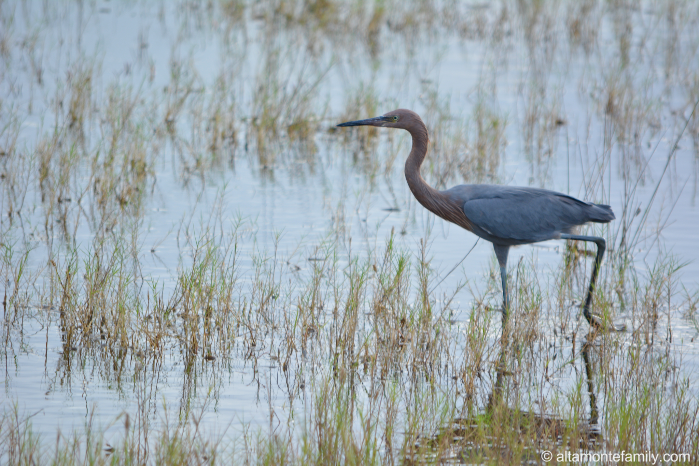 Reddish Egret - Rare Birds at Black Point Wildlife Drive - Florida