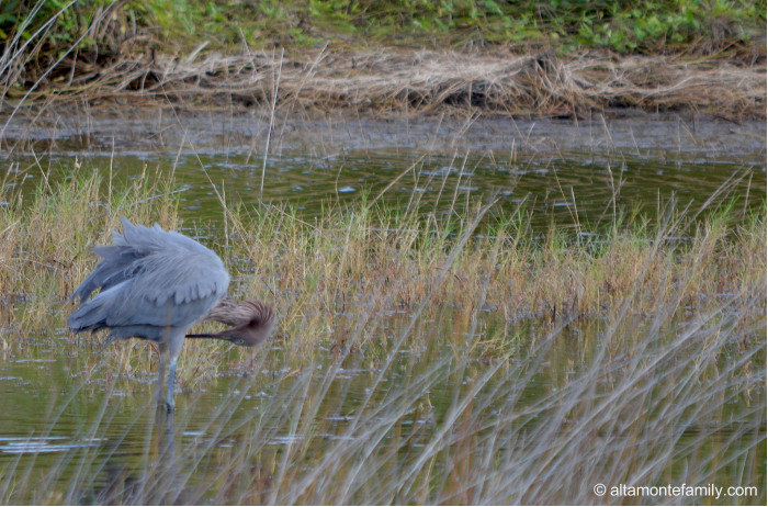 Reddish Egret - Black Point Wildlife Drive - Florida