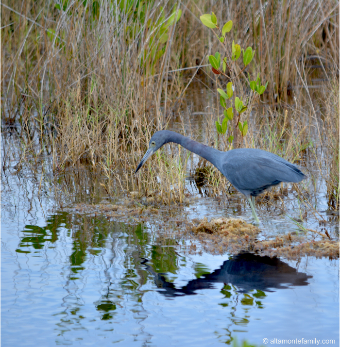 Reddish Egret - Black Point Wildlife Drive - Florida