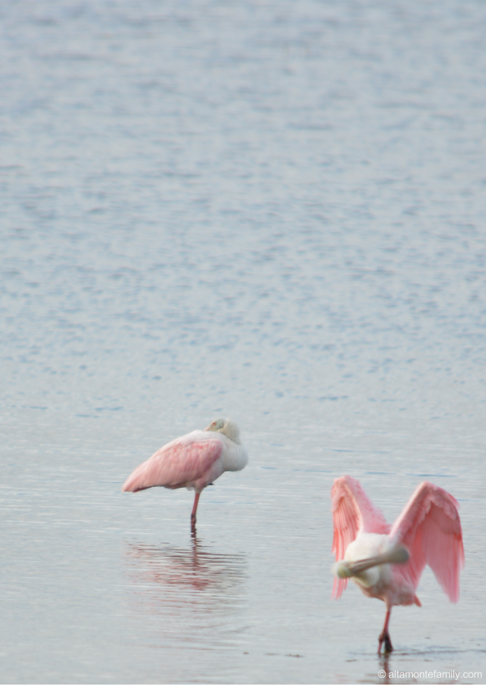 Roseate Spoonbills - Black Point Wildlife Drive - Florida