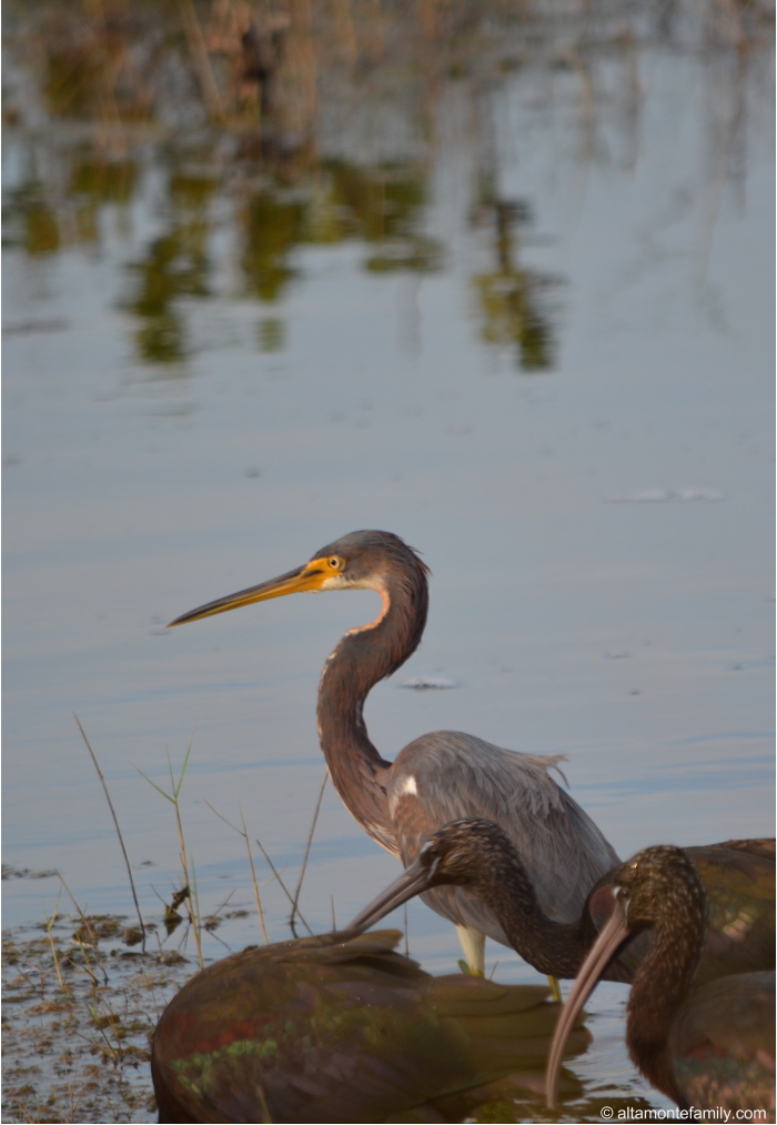 Tricolored Heron with Glossy Ibis - Black Point Wildlife Drive - Florida