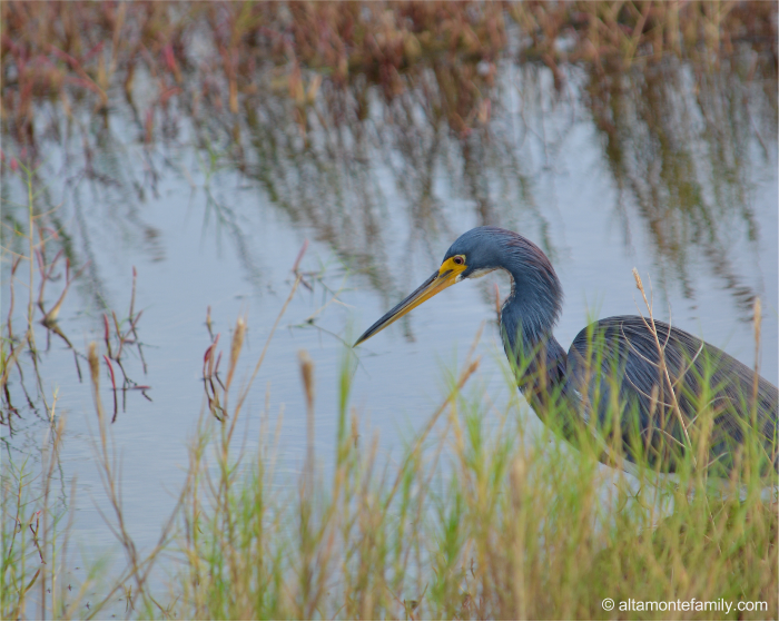 Tricolored Heron - Black Point Wildlife Drive - Florida