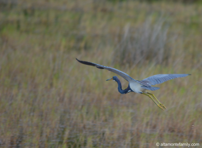 Tricolored Heron - Black Point Wildlife Drive - Florida