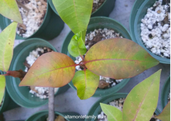 plumeria-going-dormant-central-florida