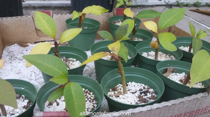 Plumeria Leaves - The Colors Are Changing