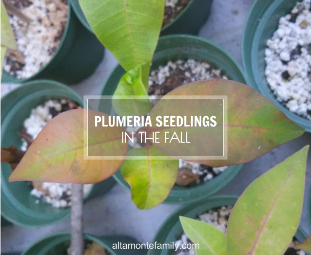 plumeria-leaves-falling-going-dormant-central-florida