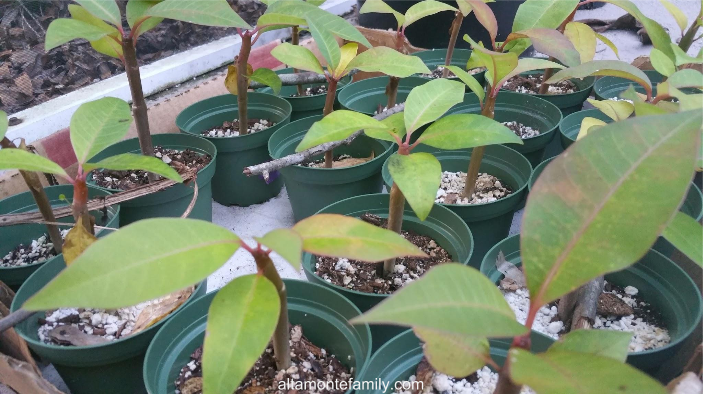 plumeria-seedlings-fall-autumn-season-central-florida