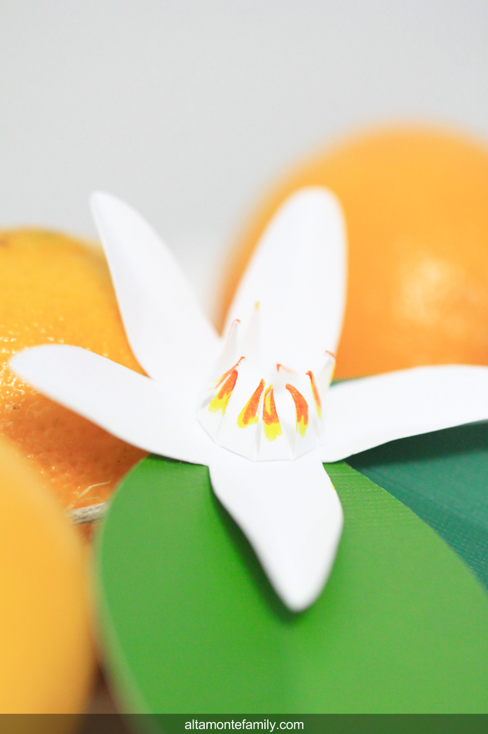 How To Make Orange Blossom Paper Garlands - Free Digital Cut File For Your Cricut Explore
