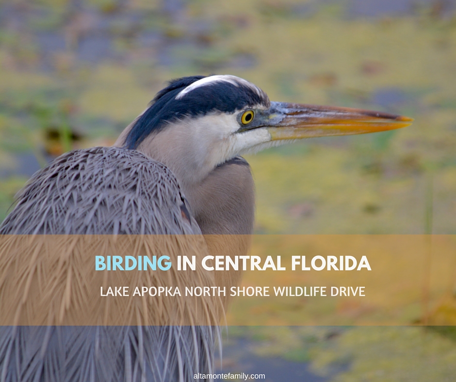 Birding in Lake Apopka North Shore Wildlife Drive